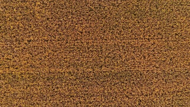 Barley field aerial texture with mature golden grain across farmland. Top view of ripe cereal crop before harvest season. Barley farming, agriculture background, agribusiness, grain production