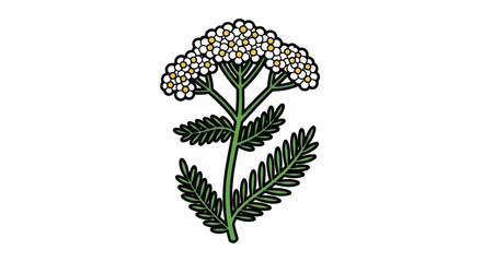 White yarrow flower with green fern leaves. © Ambon