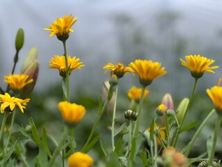 Fototapeta premium Blooming field Marigold (Calendula arvensis) in a garden in summer. Flowers pic.