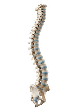 Anatomically accurate human vertebral column with ivory textured bones and translucent discs on a dark charcoal studio background medical educational concept