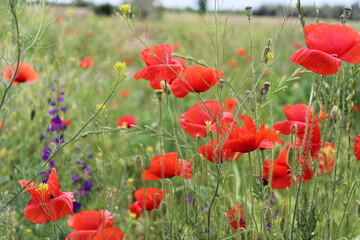 Naklejka premium Beautiful poppies in the field....