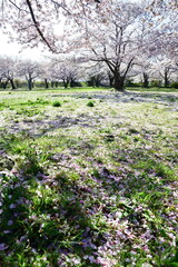 Naklejka premium 満開の桜が広がる加治川治水記念公園（新潟県新発田市）