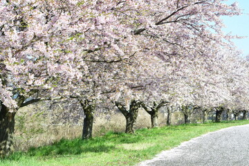 Fototapeta premium 加治川沿いに続く桜並木（新潟県新発田市）