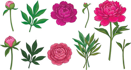 Beautiful pink peony flower vector elements set with blooming buds isolated on white background for greeting card design © Mijanur