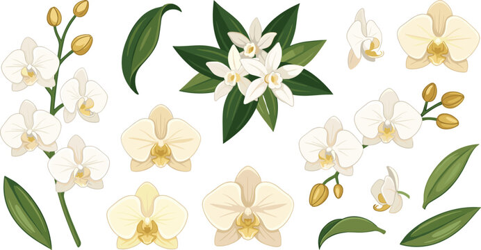 Luxury white orchid and vanilla flower vector elements set for spa wellness cosmetics packaging design isolated on white background