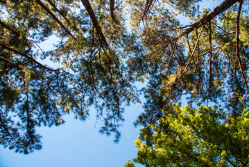 Fototapeta premium Nature rainforest tropical evergreen jungle. Aerial view forest green tree top view nature from above background landscape wild greenery copy space. Top view tropical rain forest ecology environment