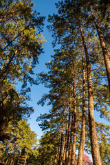 Fototapeta premium Vertical Pine Nature forest green tree magic sunlight beam light in woodland. Beautiful rays of sunlight in tranquil green forest. Sumbeam ray light outdoors park. Vertical Natural Blurred background