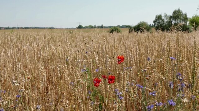 Weizenfeld mit Mohnblumen im Wind