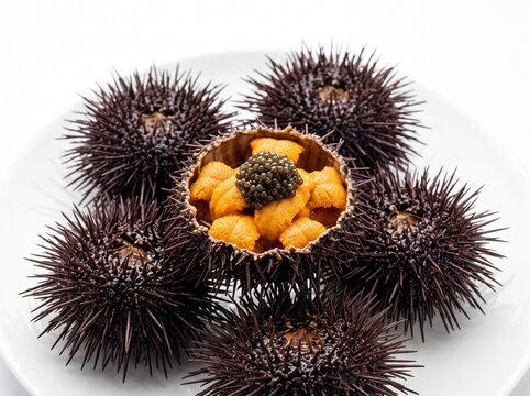 Sea Urchin with caviar close-up, isolated on white background. heap of Fresh sea urchins delicatessen food.