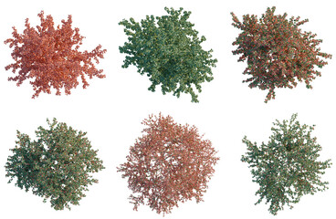 Naklejka premium Set of Crataegus persimilis tree plan, top view, cutout, transparent background, isolate, Collection of Decorative Shrubs - Perfect for Landscaping Design and Botanical Illustrations