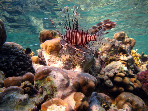 Lion Fish in the Red Sea in clear blue water hunting for food .
