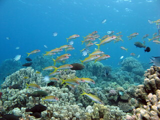 Colorful tropical fish on a coral reef, amazingly beautiful fairy world. In the coral gardens of the Red Sea.  © Vitalii6447