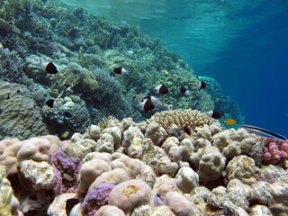 Colorful tropical fish on a coral reef, amazingly beautiful fairy world. In the coral gardens of the Red Sea.  © Vitalii6447