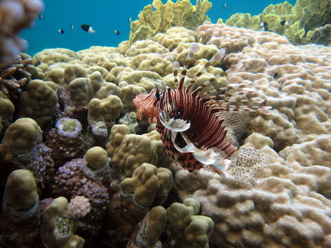 Lion Fish in the Red Sea in clear blue water hunting for food .
