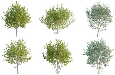 Fototapeta premium Set of Betula utilis jacquemontii tree, elevation, front view, cutout, transparent background, isolate, Six lush green trees with detailed foliage and trunk - perfect for landscaping design
