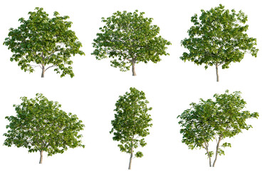 Fototapeta premium Set of Catalpa bignonioides tree, elevation, front view, cutout, transparent background, isolate, Collection of Lush Green Trees with Detailed Foliage - Perfect for Landscape Design and Visuals