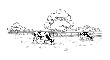 Obraz premium Beautiful hand-drawn vintage style sketch of cows grazing peacefully in a farm pasture with old trees and wooden fence.