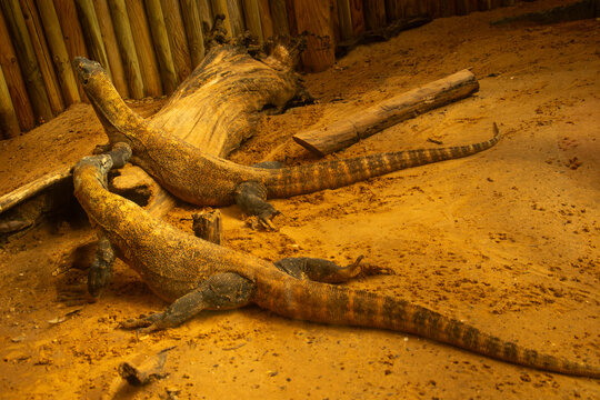 Two Komodo Dragons Resting in Zoo Enclosure