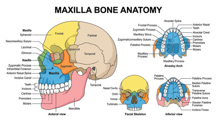 Maxilla Bone Anatomy Diagram: Skull, Teeth, and Facial Structure Explained © jono