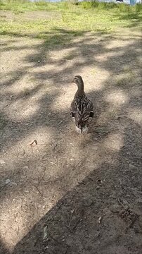 Cute female mallard duck walking on a dirt path in the park, showcasing funny waddling steps close up, real-time video.