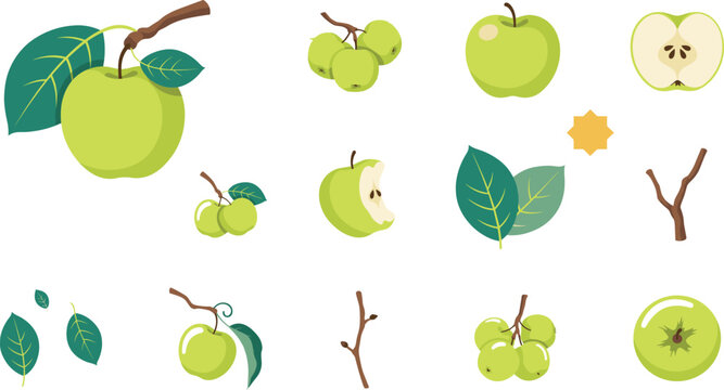 Flat vector illustration set of green apple fruits half slice leaf branches and growth elements isolated on white background