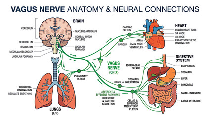 Naklejka premium Vagus Nerve Anatomy and Neural Connections: Brain, Heart, Lungs, Digestive System