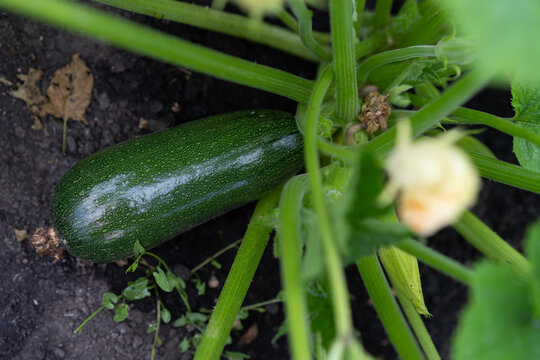 Zucchini growing in vegetable garden close up