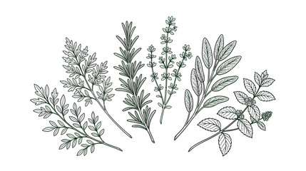 Hand-drawn botanical illustration of fresh herbs and plants on white background © jono