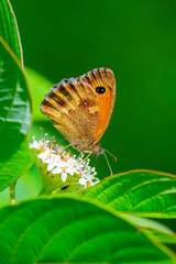 Gatekeeper butterfly, Pyronia tithonus, resting © Sander Meertins