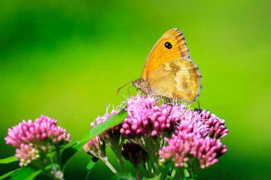Gatekeeper butterfly, Pyronia tithonus, resting