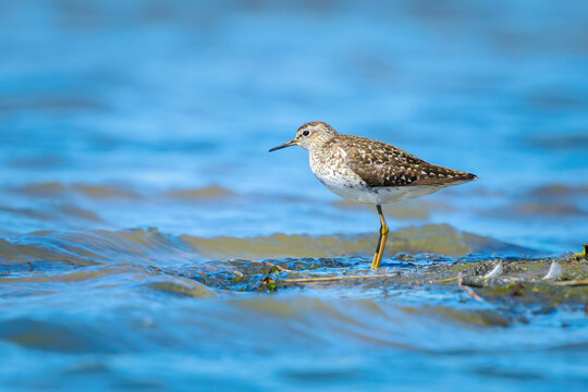 Wood sandpiper, Tringa glareola, bird foraging