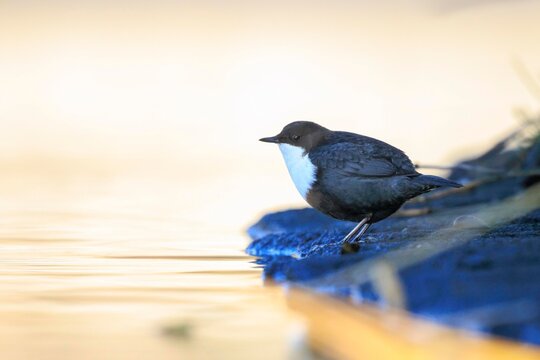 Northern white-throated dipper, cinclus cinclus cinclus, foraging in water