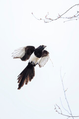 Fototapeta premium Common Eurasian Magpie bird, Pica Pica, in flight