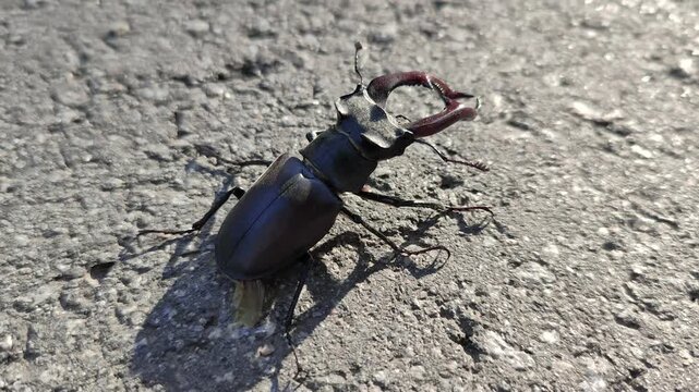 stag beetle on the road