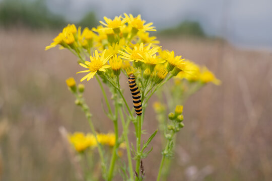 The cinnabar moth caterpillar feeds on common ragwort