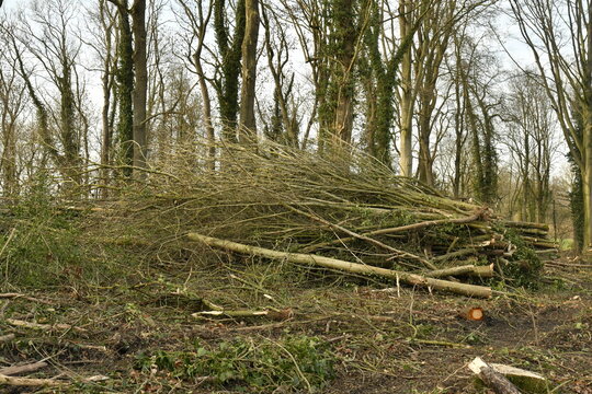 Tas de b&ucirc;ches et bois de chauffage pendant un d&eacute;boisement &agrave; &Eacute;caussinnes d'Enghien (Soignies)