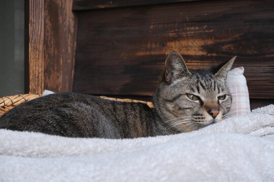 Gray tabby cat relaxing on white towel with wooden background