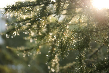 Branches of a coniferous tree with droplets of water illuminated by the sun © Валентина Кваскова