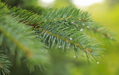 A branch of a coniferous tree with drops of water © Валентина Кваскова