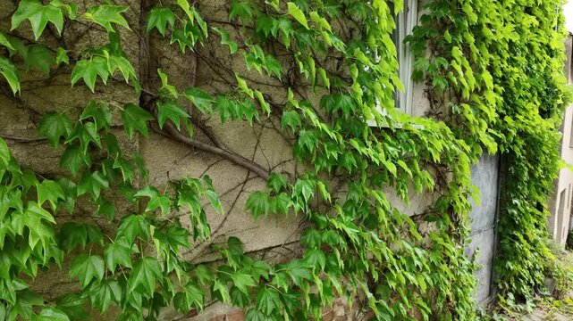 Lush green ivy vines climbing a textured wall with a window and door