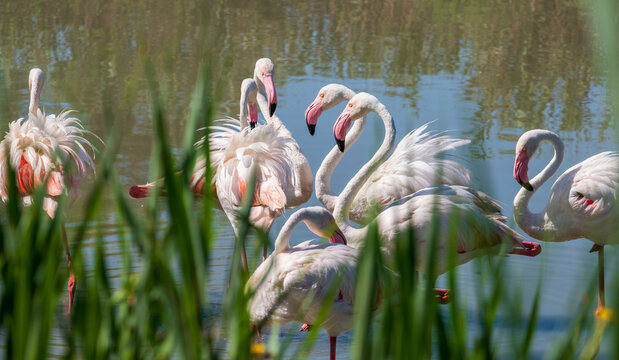 Flock of pink flamingos at the Ornithological Park of Pont de Gau, near the town of Sainte-Marie-de-la-Mer, in the Camargue wetlands, Provence, southern France.
