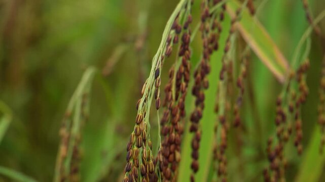 Vietnamese farmer inspecting ripe purple rice panicles in the field.