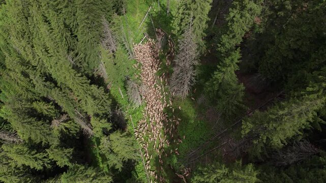Aerial view of a shepherd leading a flock of sheep through a mountain forest in the Romanian Carpathians