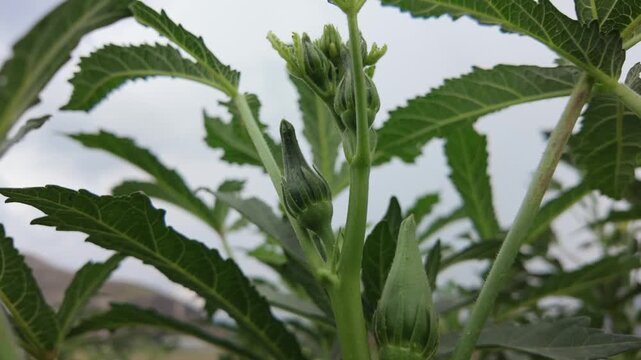 fresh okra pods with a young bud growing upwards on a green stalk in an outdoor agricultural field.