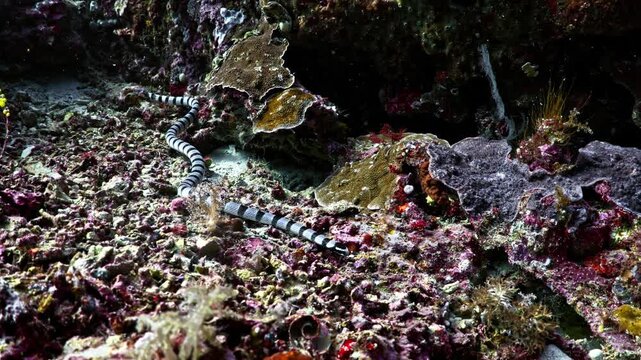 Banded sea krait snake crawls along ocean floor in blue ocean water, underwater