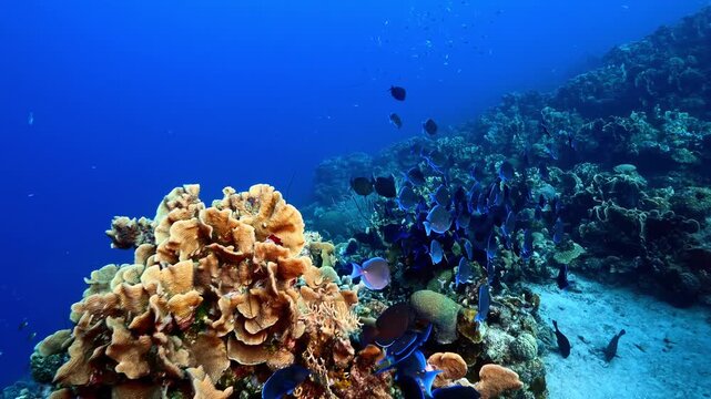 A school of blue tang fish swims around a vibrant coral reef in clear ocean water
