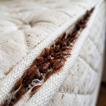 Close up of bed bugs infesting mattress seam highlighting their presence and habitat
