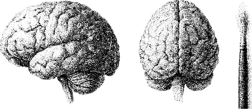 Antique brain anatomy engraving plate showing lateral and dorsal cerebral views for medical study and educational reference