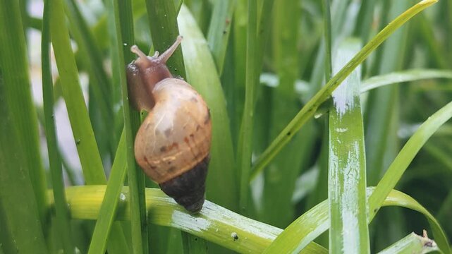 Snail with shell in fresh green garden after rain.