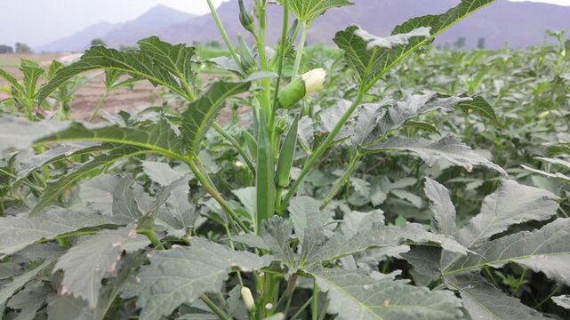 Okra plant (Bhindi/Lady Finger) in flowering and early fruiting stage.